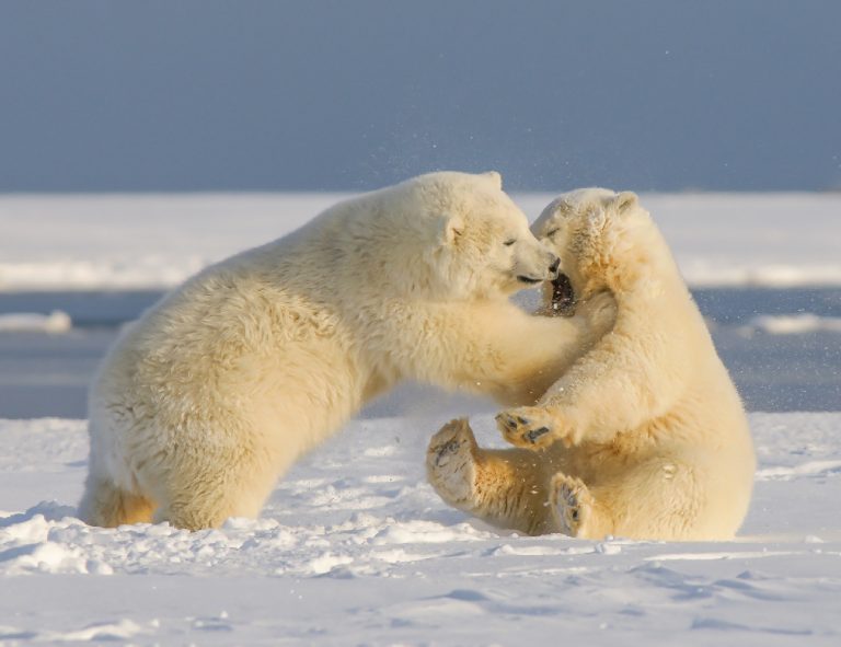Two polar bears playing